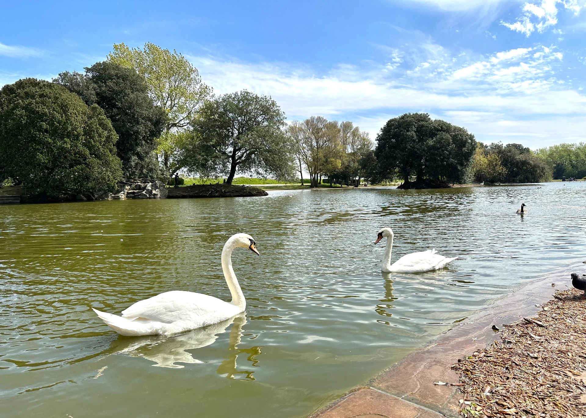 Two swans on a sunlit lake surrounded by trees in Cleethorpes